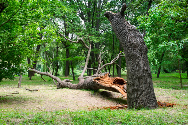 Best Tree Trimming and Pruning  in Mariemont, OH