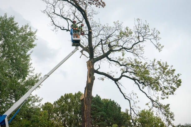 Best Tree Preservation Services  in Mariemont, OH