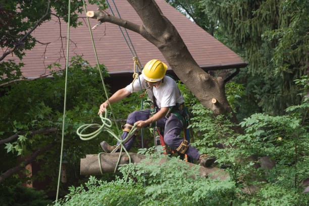 Best Tree Mulching  in Mariemont, OH