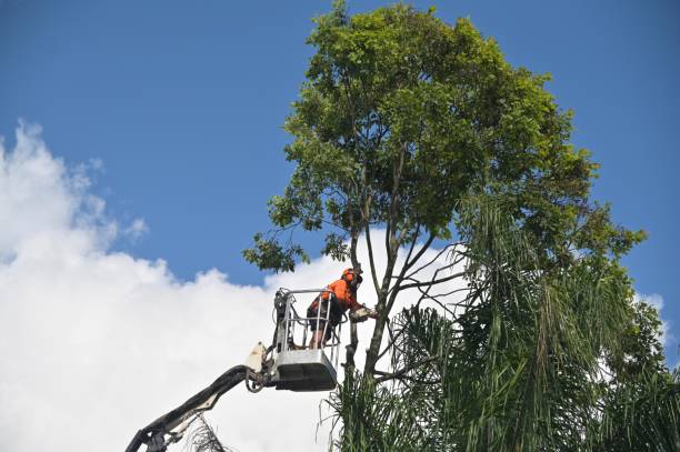 Best Tree and Shrub Care  in Mariemont, OH