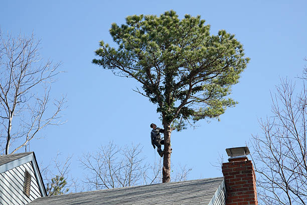 Professional Tree Care in Mariemont, OH