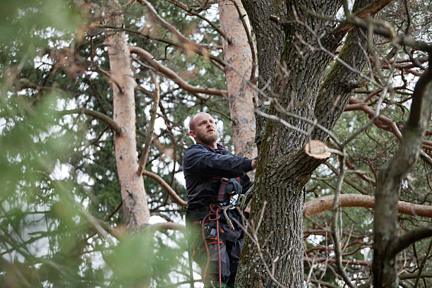 Best Arborist Consultation Services  in Mariemont, OH